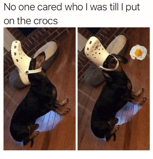 crocs for dogs to wear
