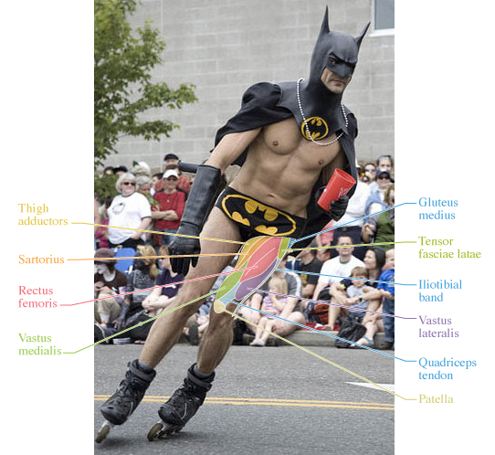 Human Anatomy for the Artist: March 2012