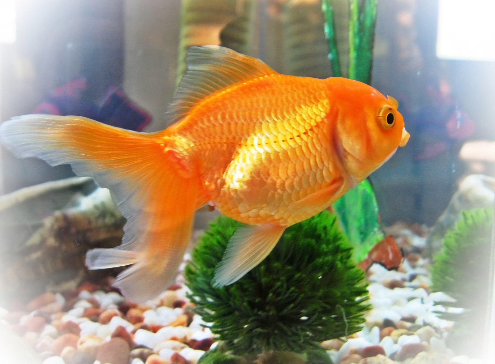 Аквариумная рыба золотая рыбка. Золотушка рыбка аквариумная. Золотой рибка аквариум. Золотая рыбка большая аквариумная. Золотая рыбка вуалий хвост.