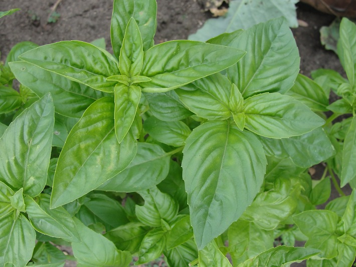 Basil leaves ready for harvest in the vegetable garden