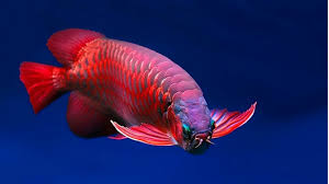 Arwana Super Red, Salah Satu Jenis Ikan Arwana
