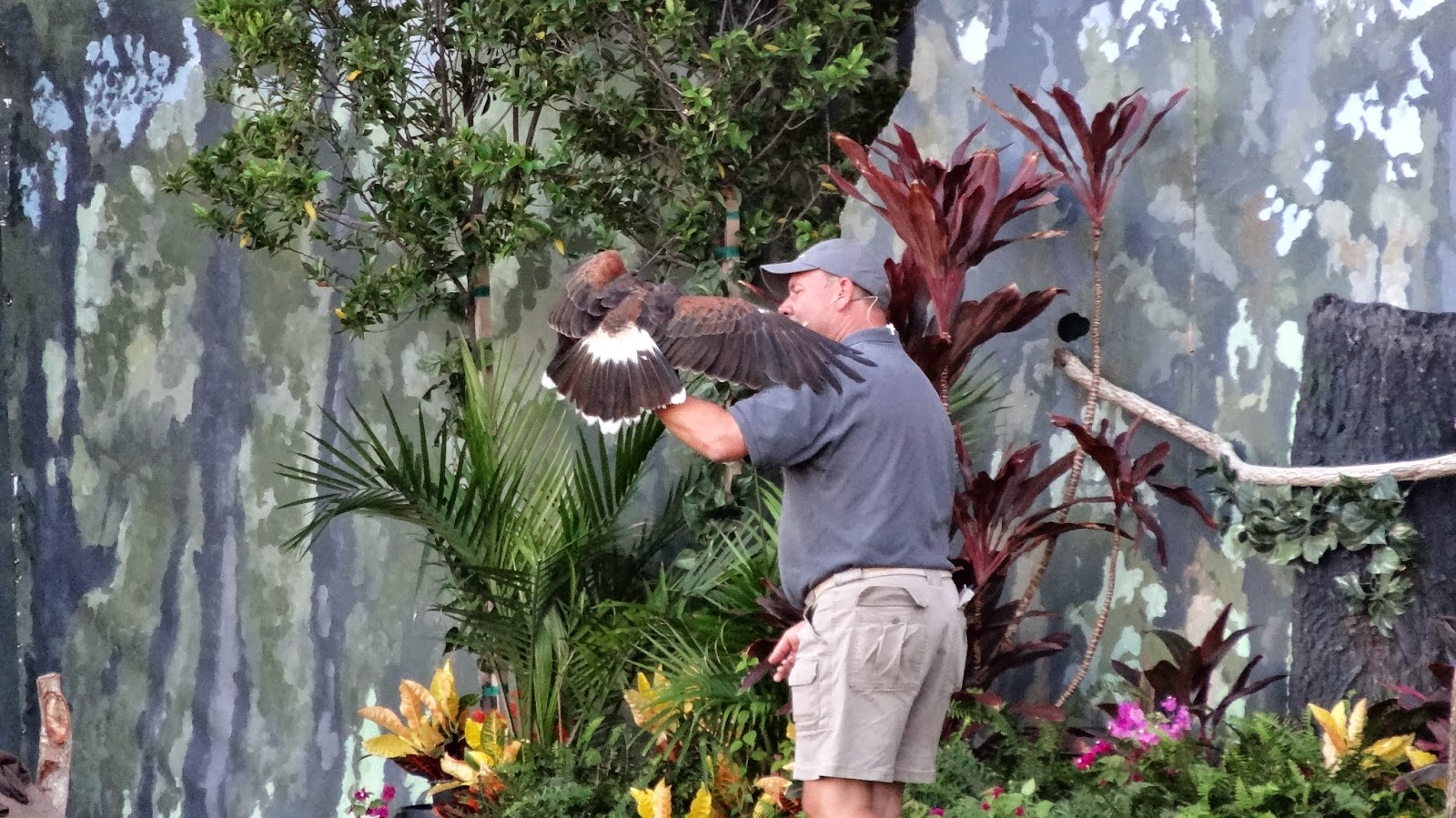 State Fair of Texas 2013 Birds of the World Bird Show at Texas State