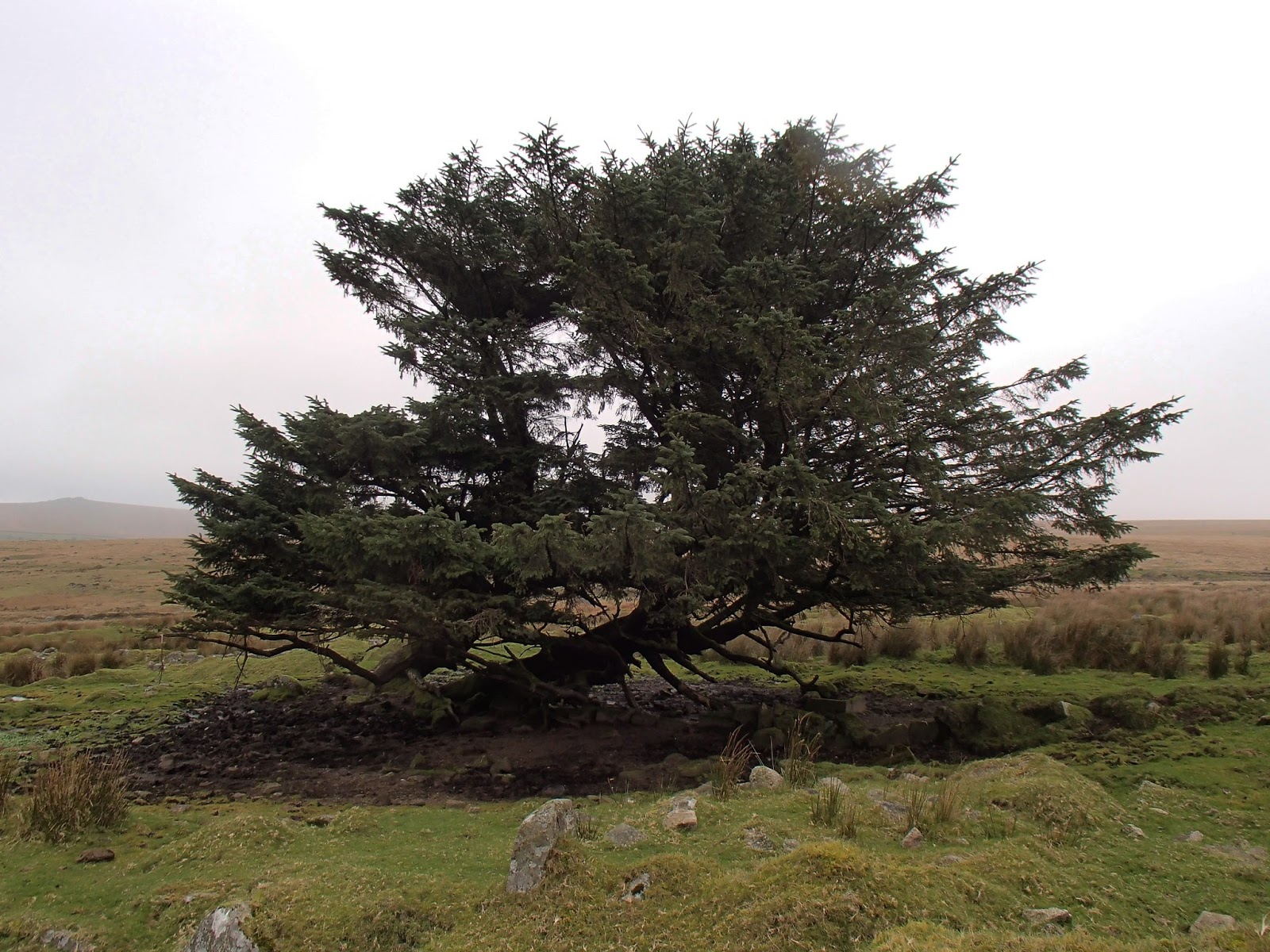 Wednesday Walkers: TWW 14th November 2017