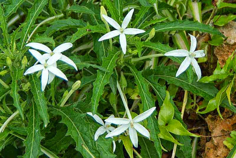 Ryukyu Life Meet the Flower Called Madam Fate