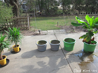 transplant outdoor plants, yucca, banana, lotus