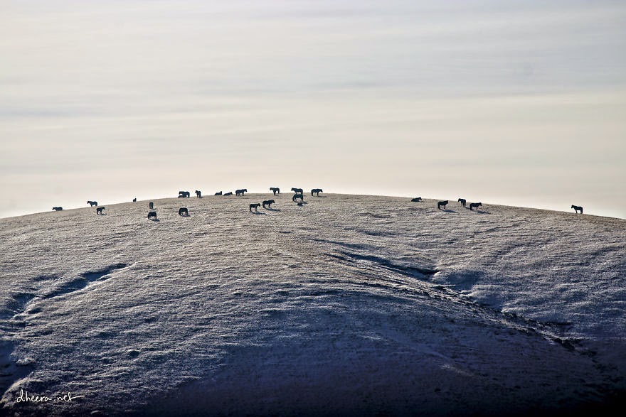 A herd on top of a mountain in winter. - Winter In Mongolia Is Cold But Incredibly Beautiful A herd on top of a mountain in winter. - Winter In Mongolia Is Cold But Incredibly Beautiful