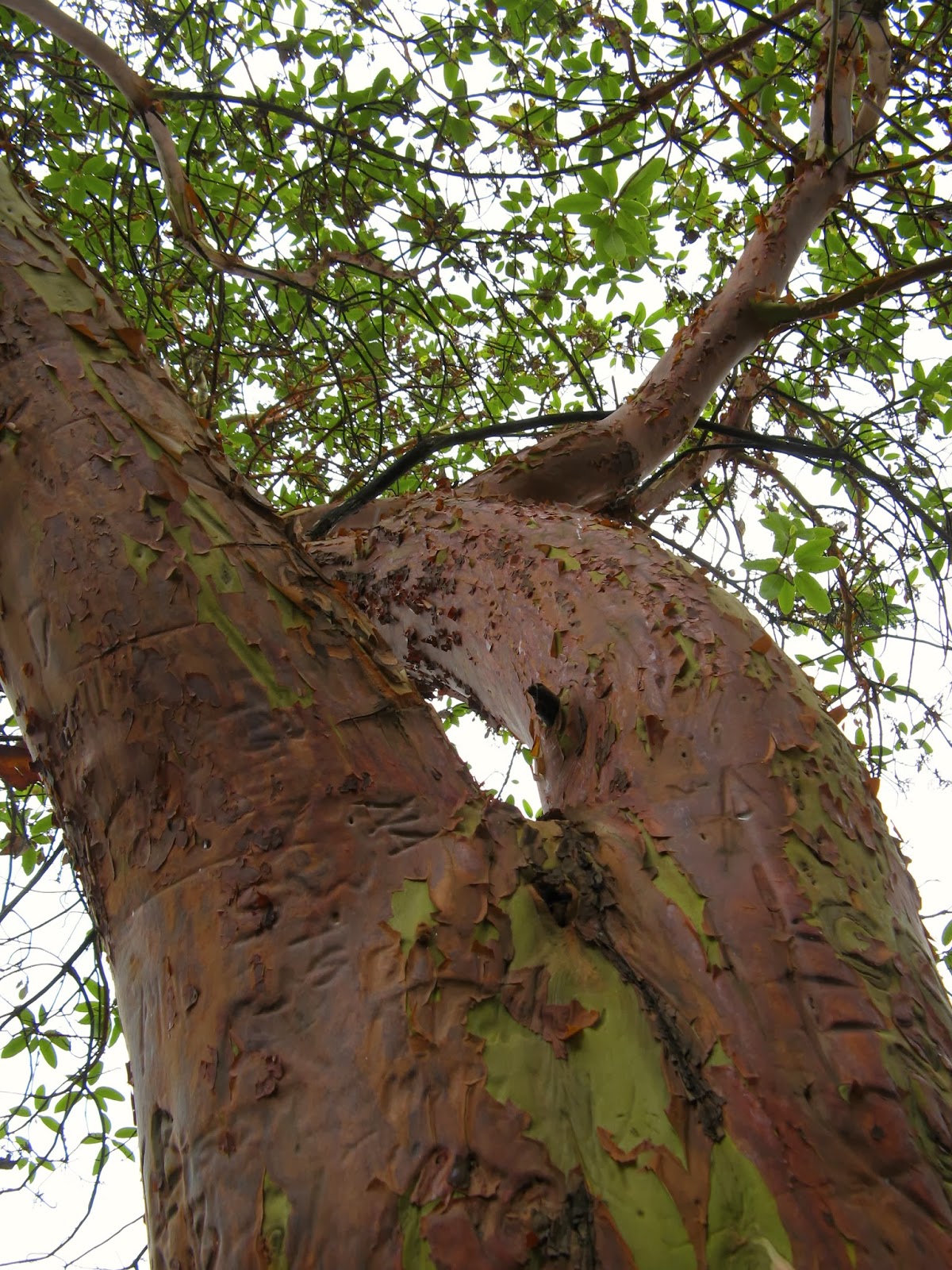 Powell River Books Blog Coastal BC Plants Arbutus Trees