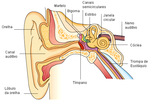 ouvido interno