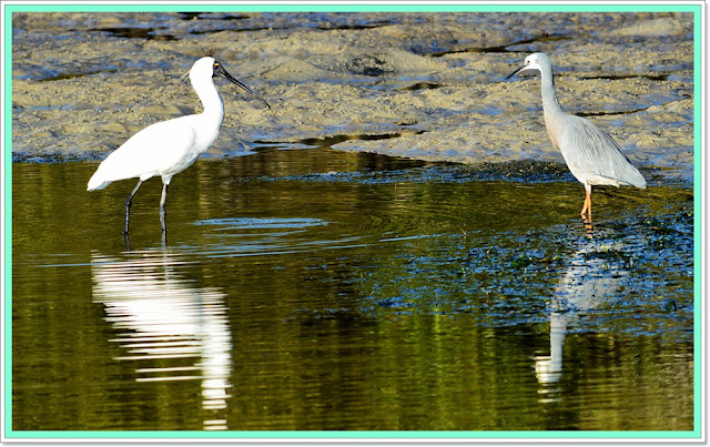 waterbirds