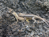 Mating Lave Lizards at Punta Pitt, San Cristobal,  Galapagos
