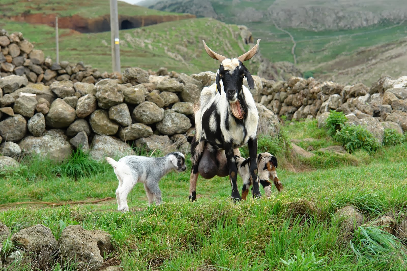 Tenerife senderos......: TENERIFE SENDEROS 