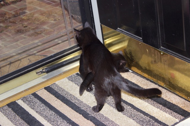 Rufus Just Saying Tuck Tuck And The Door Monster
