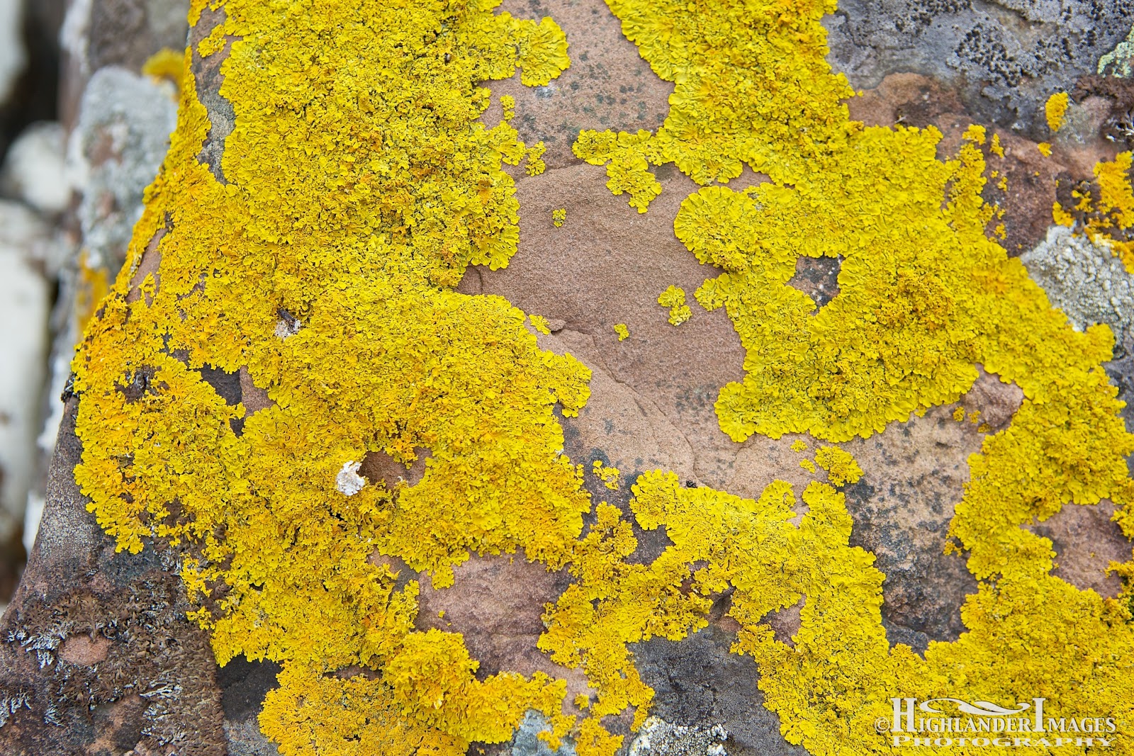 A Blogography of Photography Yellow Lichen, Xanthoria Parietina
