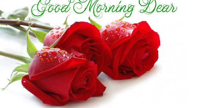 good morning romantic rose good morning romantic rose