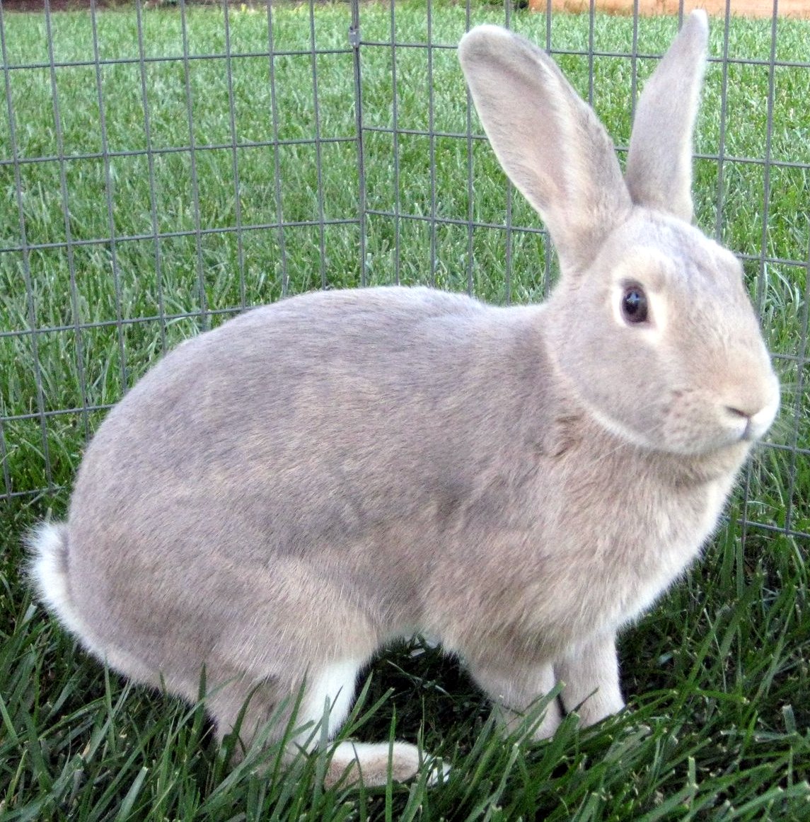 Rabbit Ramblings: Crafty bunnies