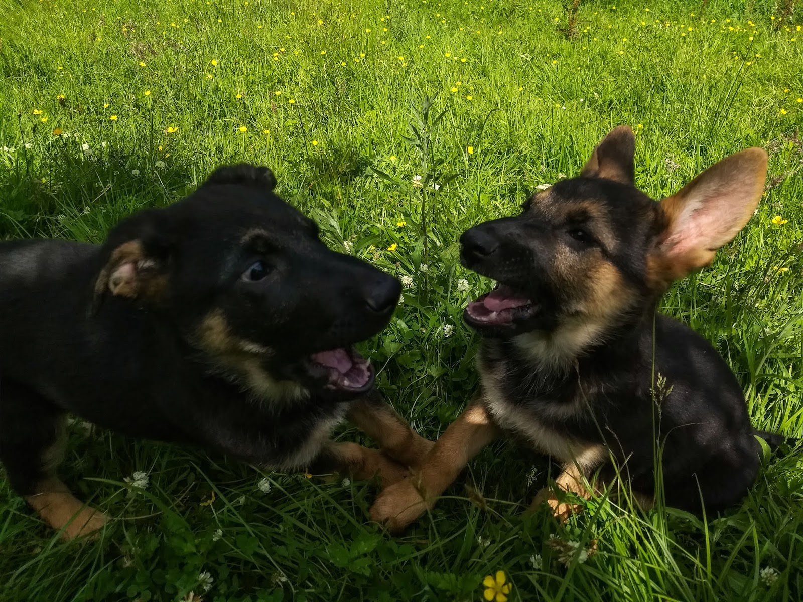 Two month old German Shepherd sister having a laugh in the grass.