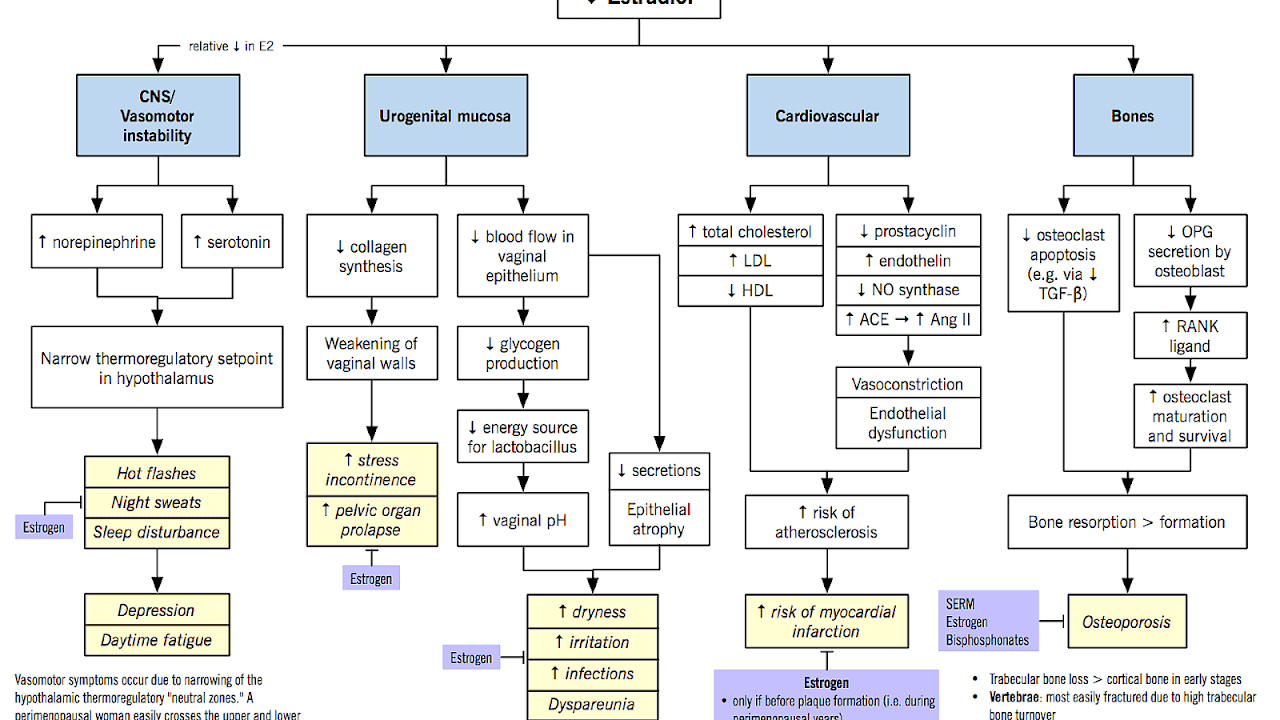 Lh And Fsh Levels In Menopause Menopause Choices