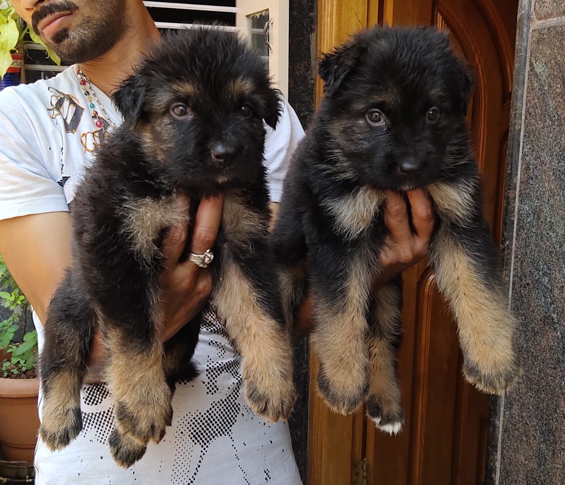 Top Dog Breeders in Bangalore India at Best Price Yourdogbreedsinfo
