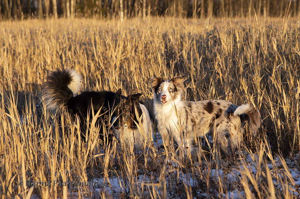 Naisten suku puoli musta mies