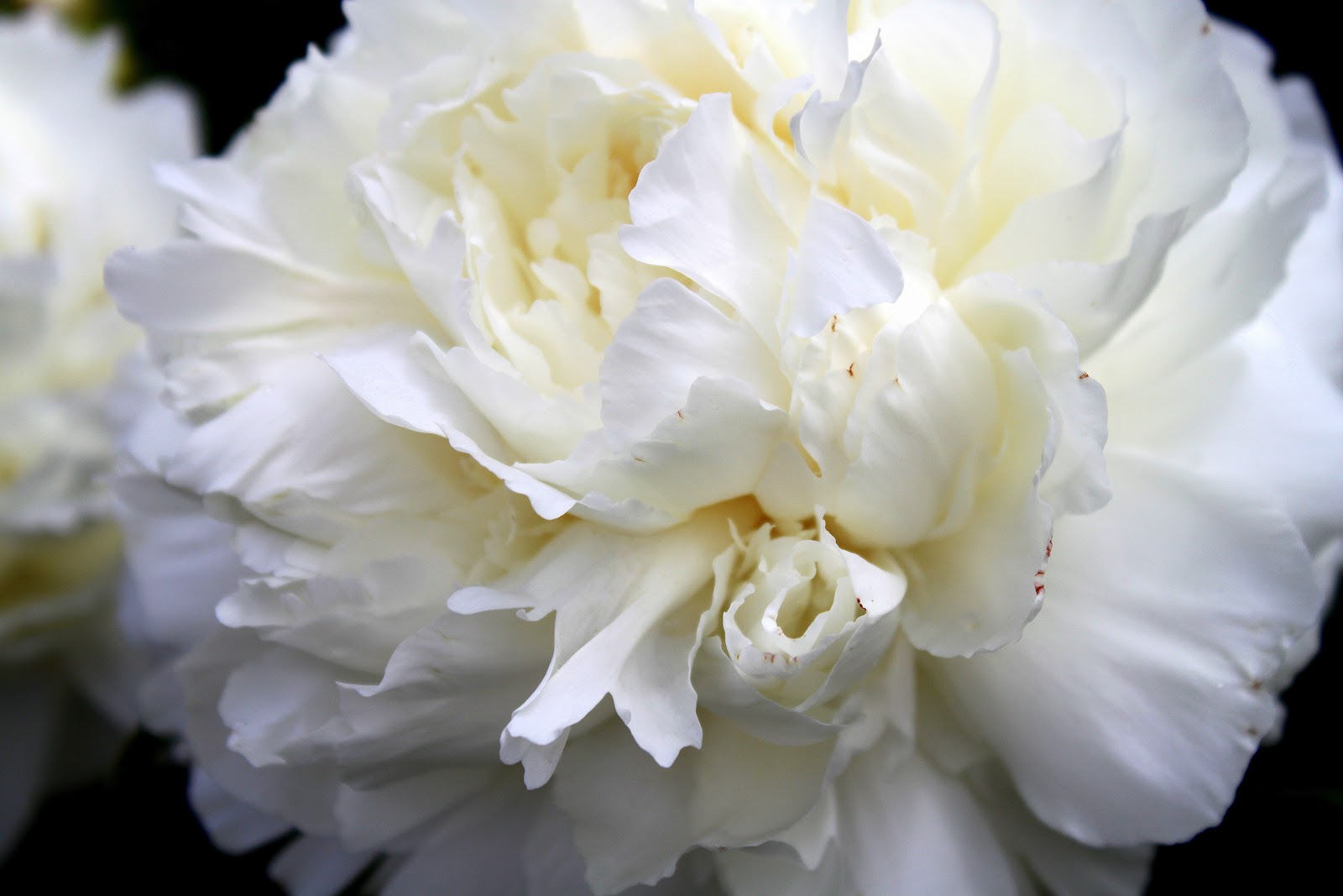 Widow's Endorphins: The Divine Peonies of Thomas Darnell