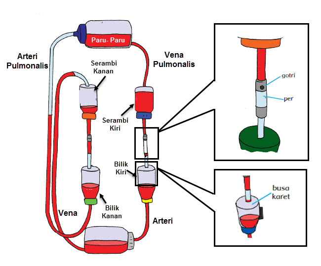 Sistem peredaran manusia termasuk dalam sistem peredaran darah ganda Membuat Model Sederhana Sistem Peredaran Darah