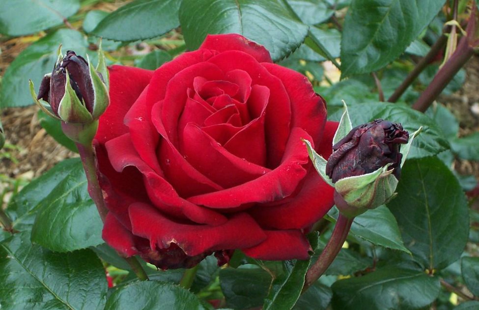Tradisional Sehat Khasiat Bunga  mawar 
