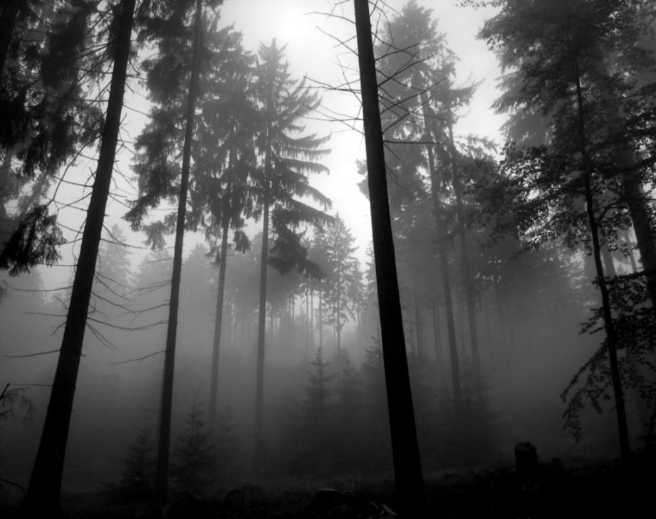 Forest Fog Wallpaper  Customity