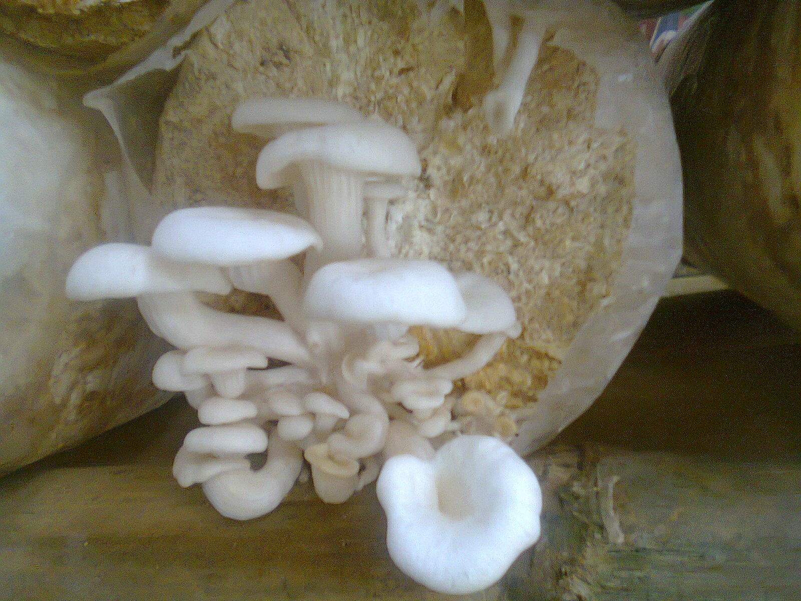 Foto Budidaya JAMUR TIRAM di SMA Yadika Natar Guru Ilmuan