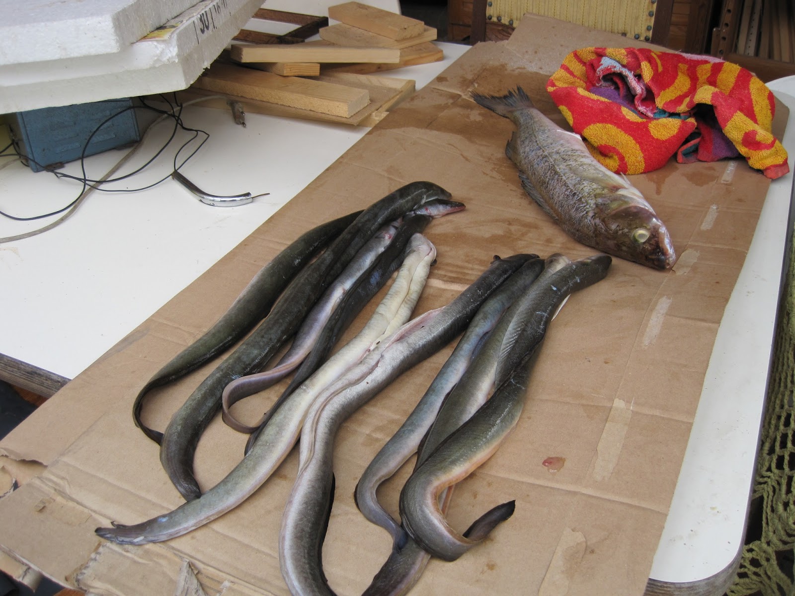 Andrew and Nikki go overseas Eating delicious smoked eel