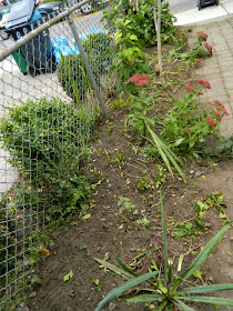 Paul Jung Gardening Services Toronto Riverdale garden cleanup after