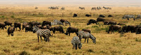 Savana'daki Ngorongoro Koruma Alanı, Tanzanya