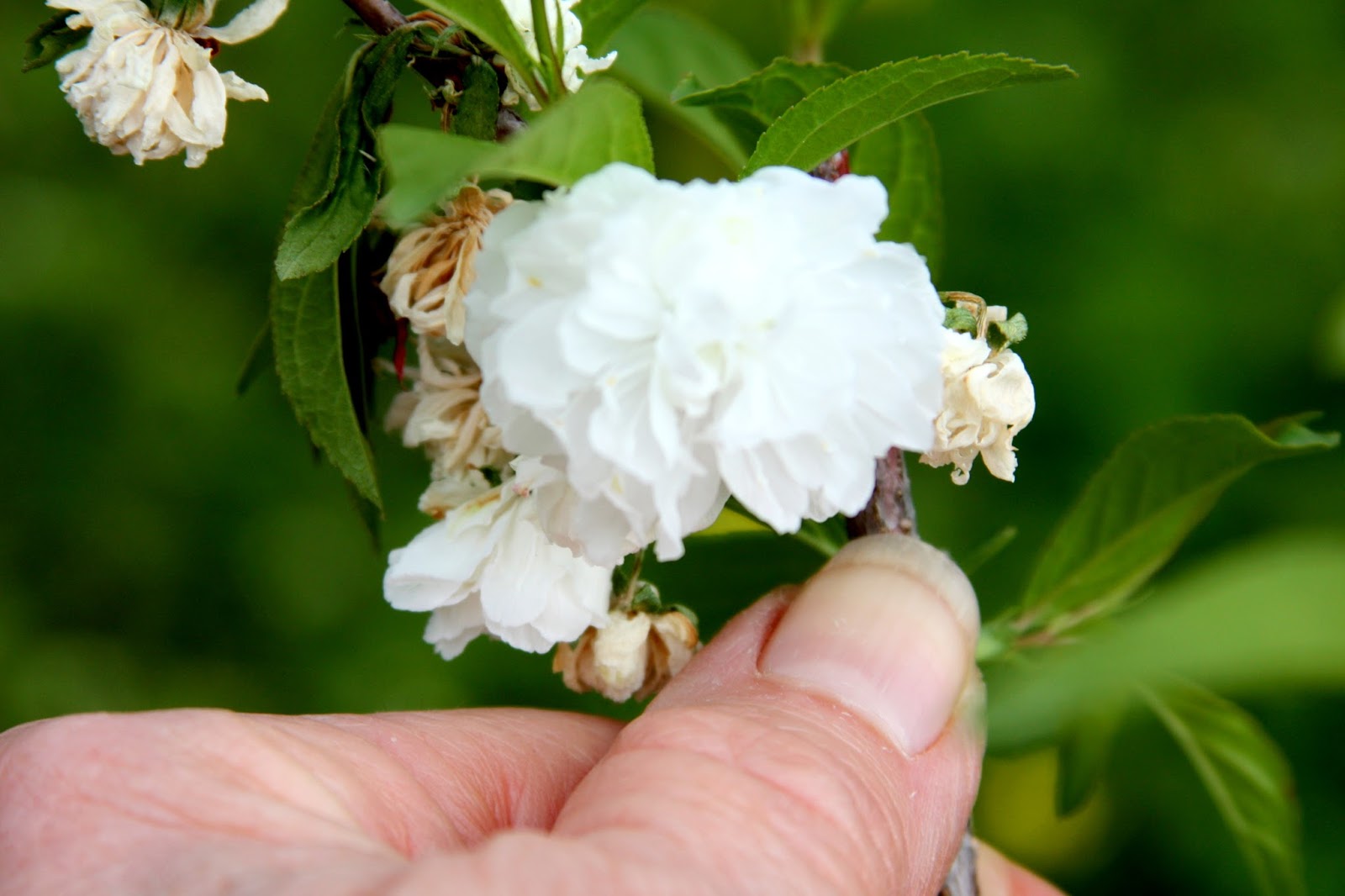 Hawthorn Bush Stock Photos Hawthorn Bush Stock Images Alamy