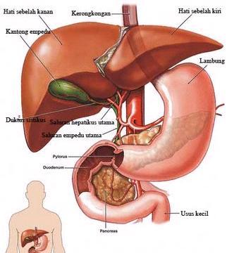 organ hati dan pankreas