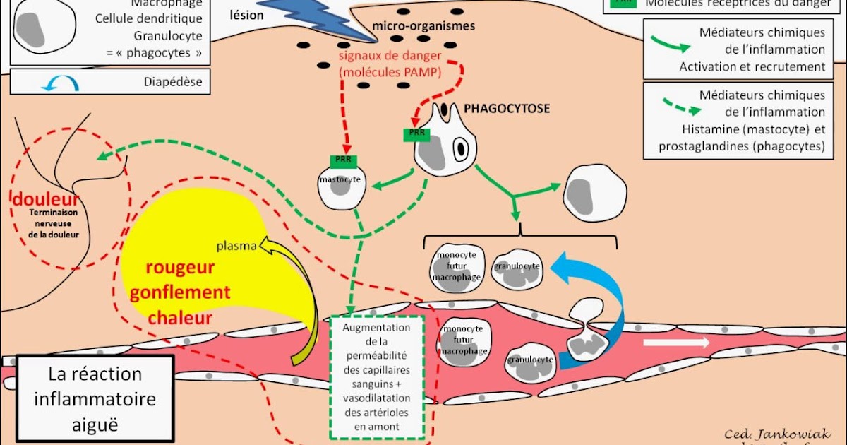 L’inflammation ~ COURS de la pharmacie