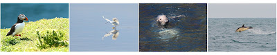 Pembrokeshire Wildlife, Puffin, Egret, Seal, Dolphin
