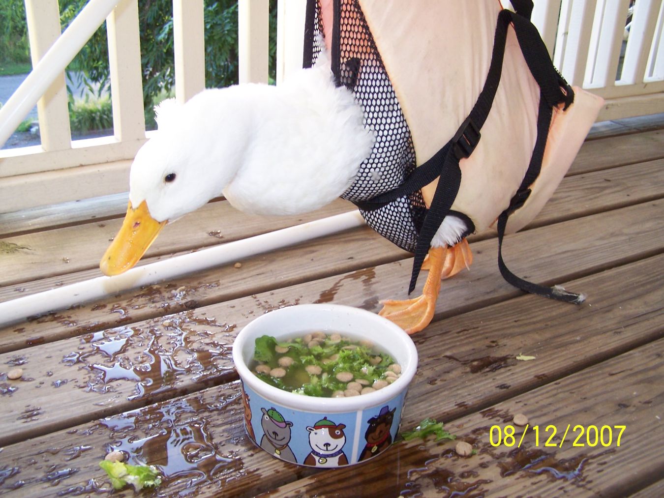 Lemon The Duck, Guest Post TheShihTzuWeekly