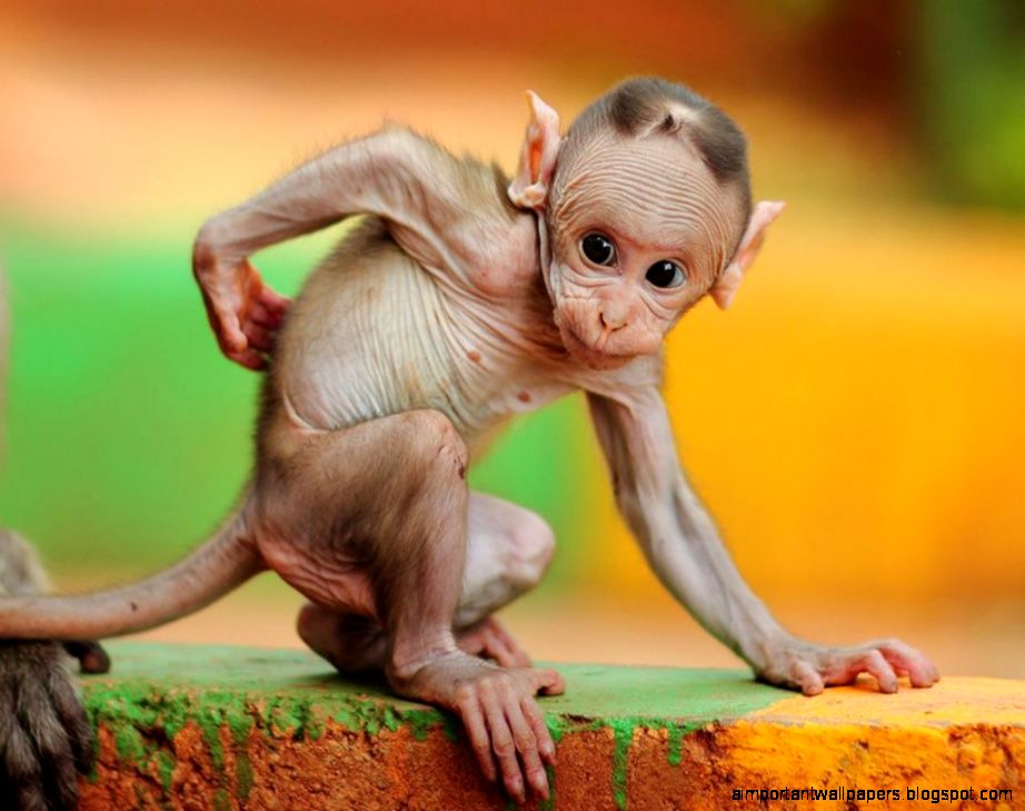 Primates Little Monkey Animal Primate Ittle Fun Cute Baby Macaque