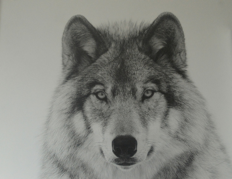 Die 8 Besten Bilder Zu Korper Maorie Tattoo Oberarm Samoanische