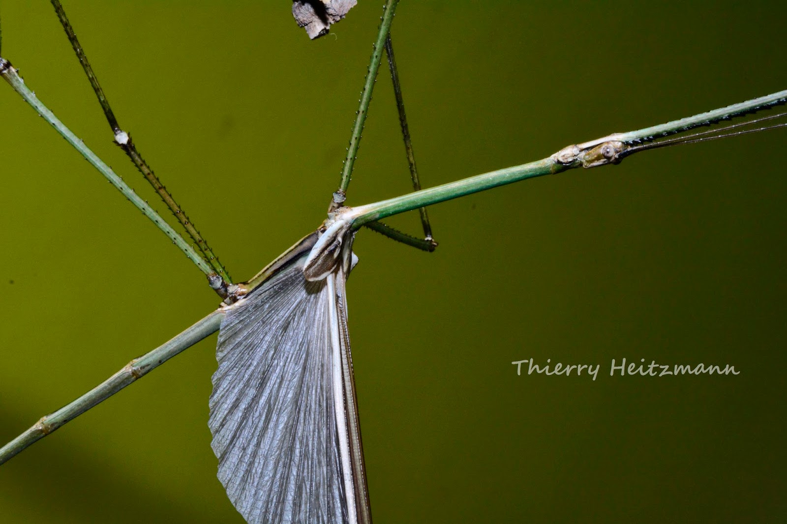 PhasmaPhils PHOBAETICUS MAGNUS