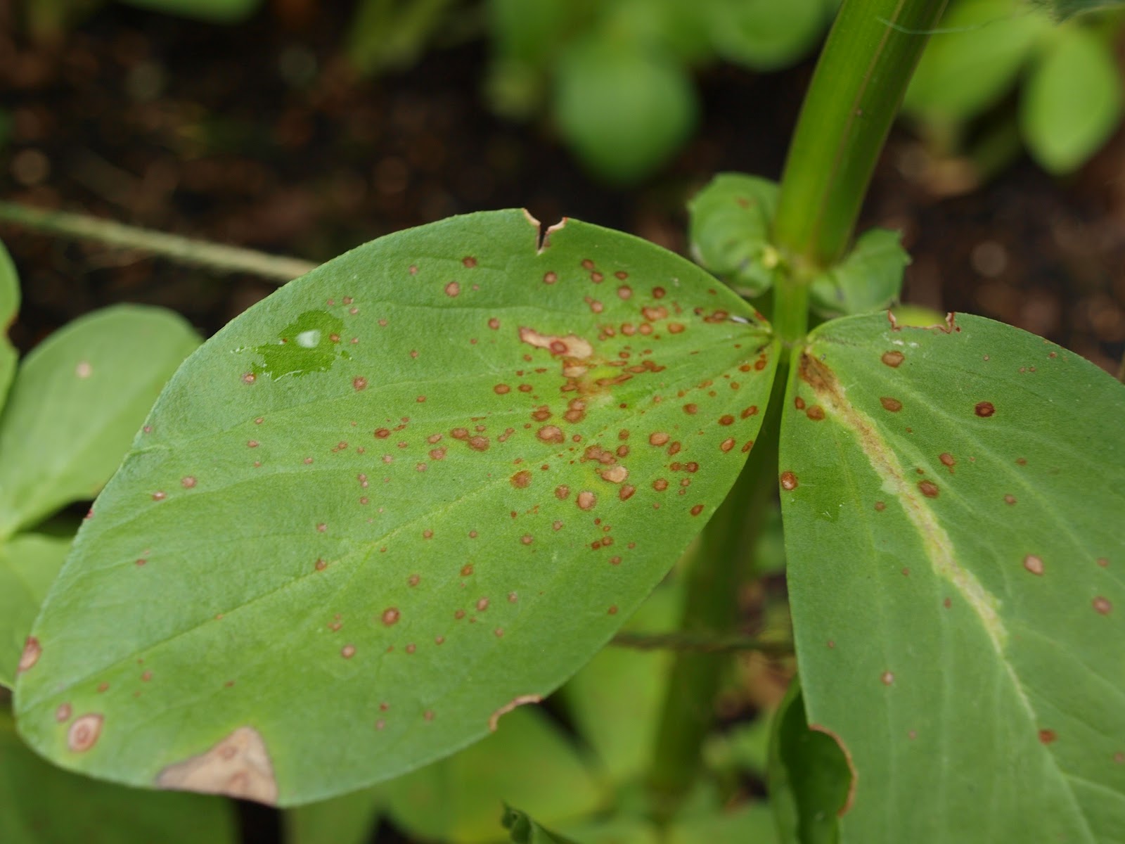 Mark's Veg Plot More on Broad Beans