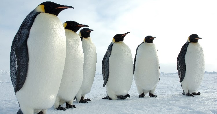 EMPEROR PENGUIN FACTS |The Garden of Eaden