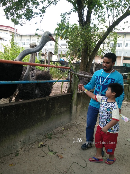 Jalan-jalan di PD Ostrich Farm Jalan-jalan di PD Ostrich Farm