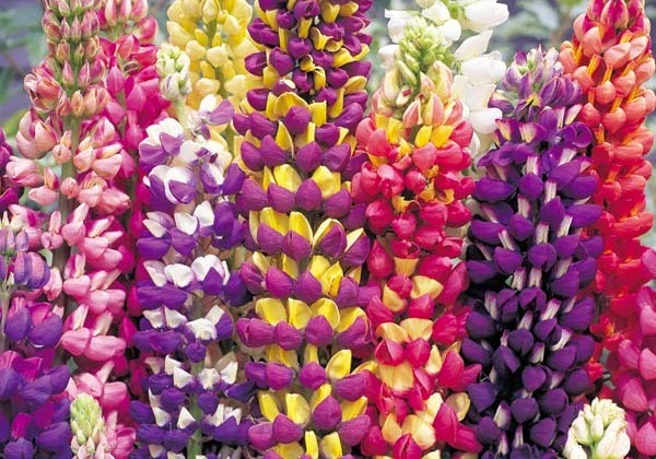 lupin flower spikes