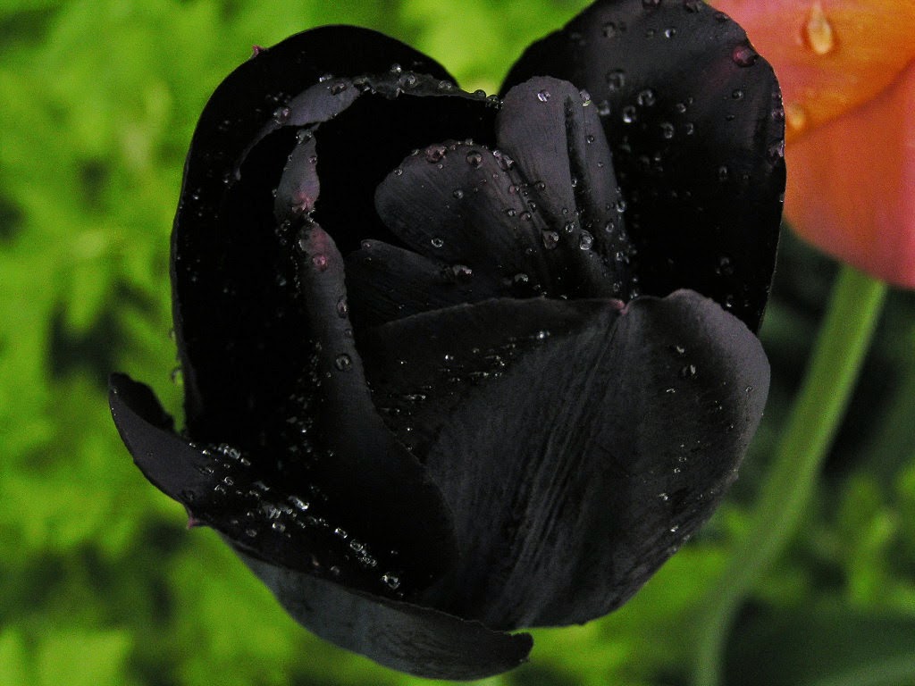 Черный тюльпан видео. Черные цветы. Черный тюльпан цветок. Цвет черный тюльпан. Подборка черного цвета.
