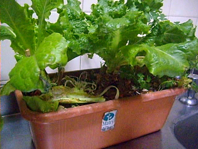 cultivar lechuga en casa en agua cultivar lechuga en casa en agua