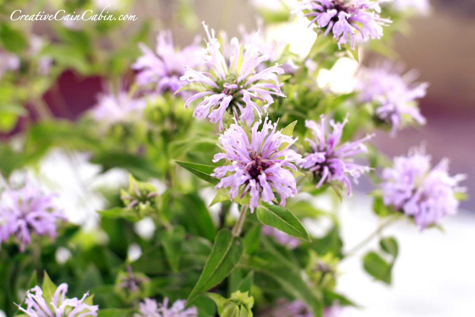 The flowers are a soft lavender color with bright green foliage.