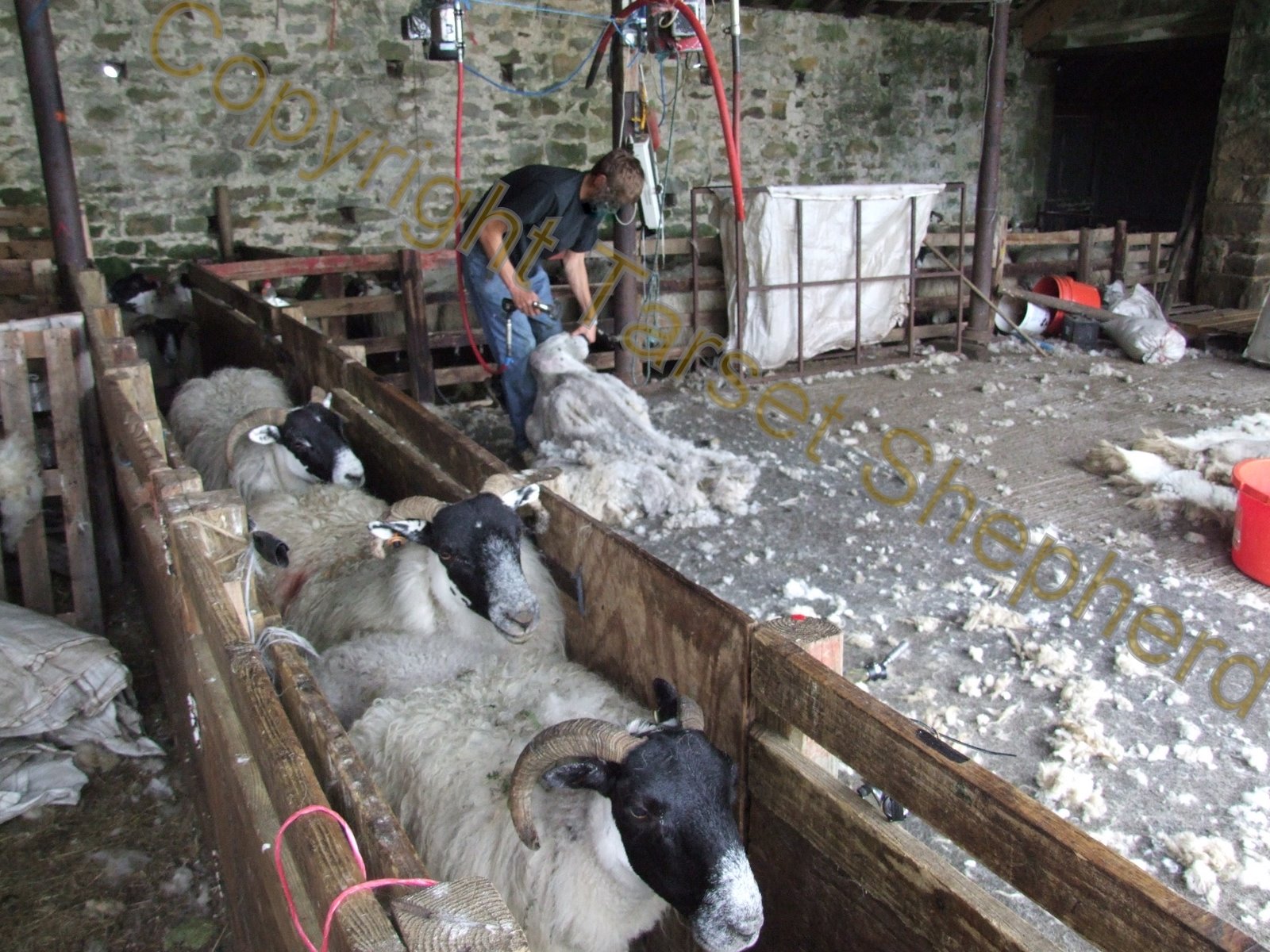 Shepherd's blog: July 2011