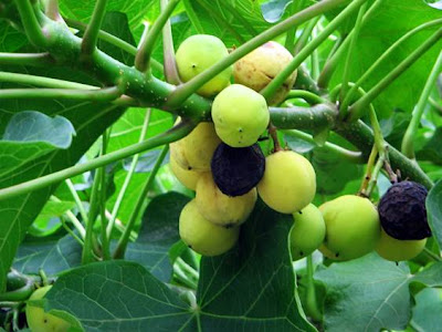 Jatropha curcas - Tree Directory
