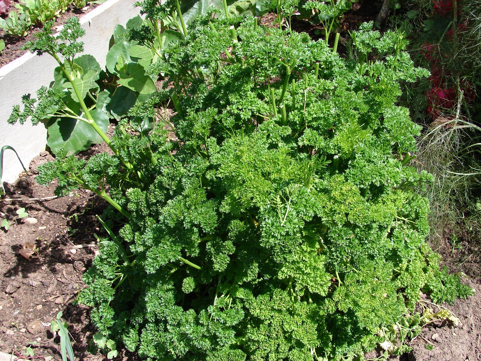 New Utah Gardener Top Seven Herbs To Grow In Utah Herb Gardening For