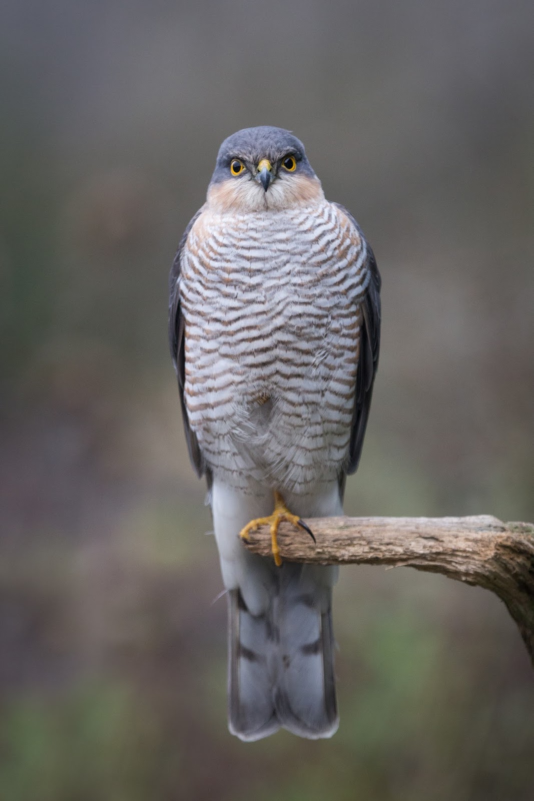 TrogTrogBlog Hawkeye